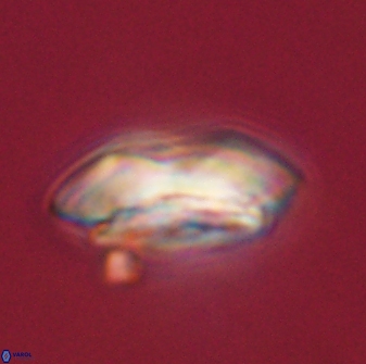 Calcidiscus pacificanus 55517