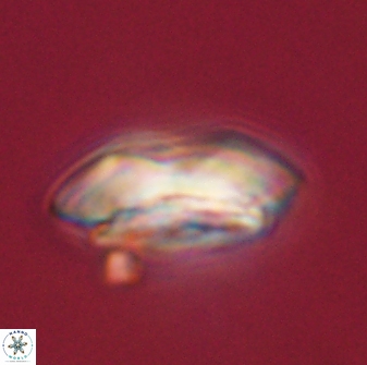 Calcidiscus pacificanus 55517