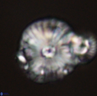 Calcidiscus pacificanus 55518