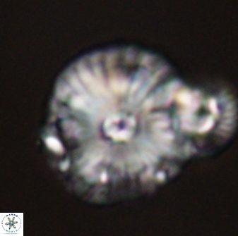 Calcidiscus pacificanus 55518