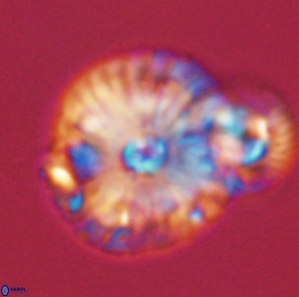 Calcidiscus pacificanus 55519