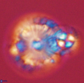 Calcidiscus pacificanus 55520