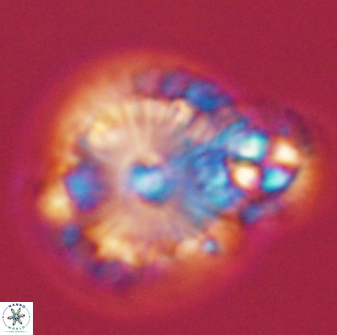 Calcidiscus pacificanus 55520