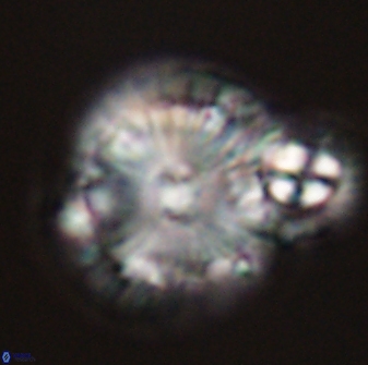 Calcidiscus pacificanus 55521