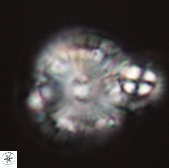 Calcidiscus pacificanus 55521