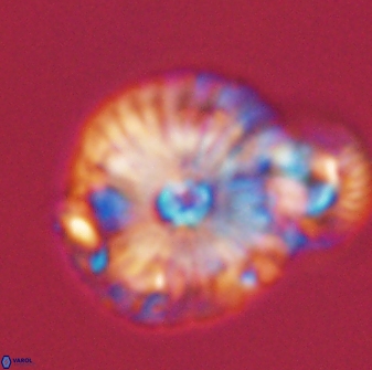 Calcidiscus pacificanus 55523