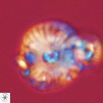 Calcidiscus pacificanus 55523