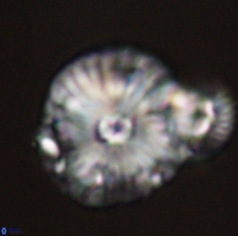 Calcidiscus pacificanus 55524