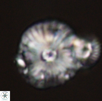 Calcidiscus pacificanus 55524