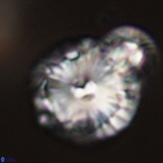 Calcidiscus pacificanus 55525