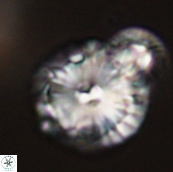 Calcidiscus pacificanus 55525