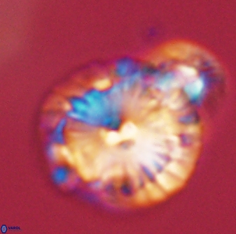 Calcidiscus pacificanus 55526