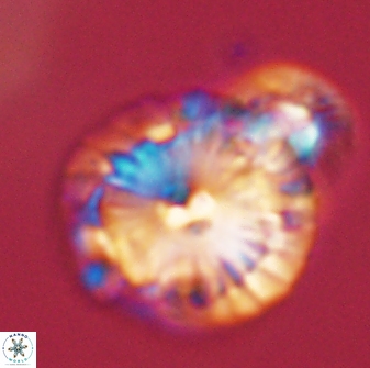 Calcidiscus pacificanus 55526