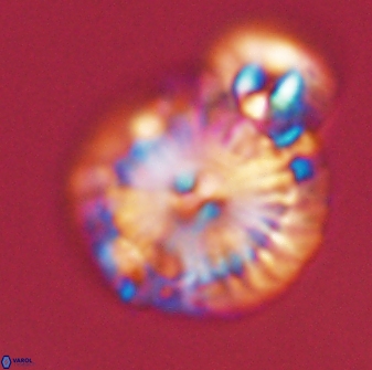 Calcidiscus pacificanus 55527