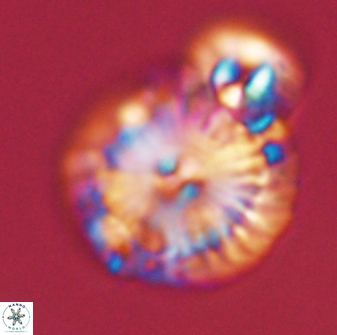 Calcidiscus pacificanus 55527