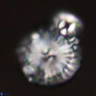 Calcidiscus pacificanus 55528