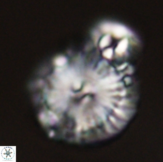 Calcidiscus pacificanus 55528