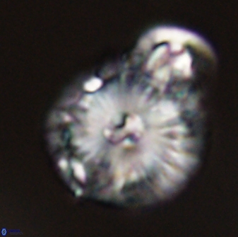 Calcidiscus pacificanus 55529