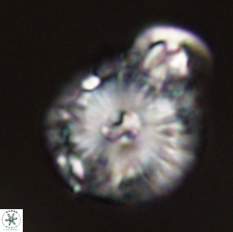 Calcidiscus pacificanus 55529