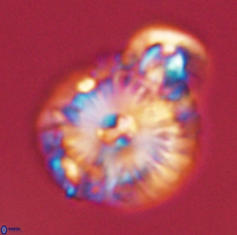 Calcidiscus pacificanus 55530