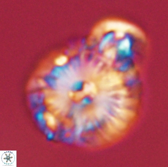 Calcidiscus pacificanus 55530