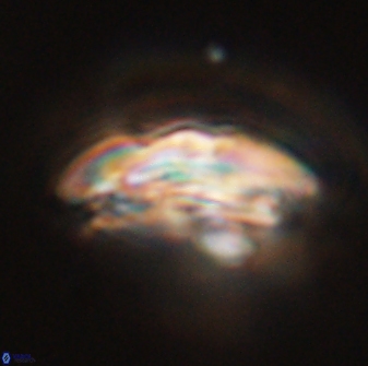 Calcidiscus pacificanus 55533