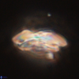 Calcidiscus pacificanus 55534