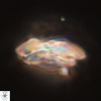 Calcidiscus pacificanus 55534