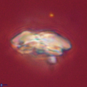 Calcidiscus pacificanus 55535