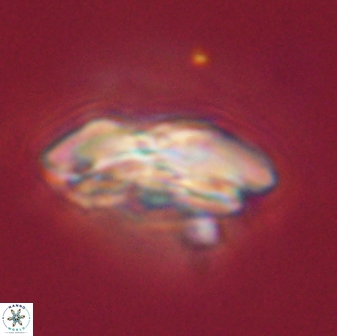 Calcidiscus pacificanus 55535