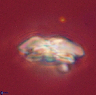 Calcidiscus pacificanus 55536