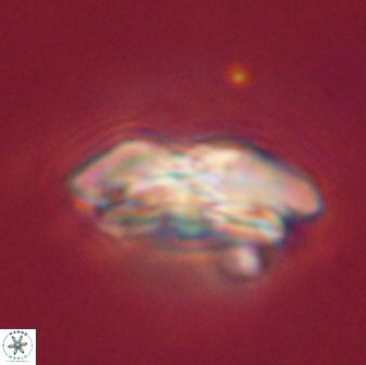 Calcidiscus pacificanus 55536