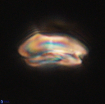 Calcidiscus pacificanus 60457