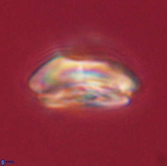 Calcidiscus pacificanus 60458