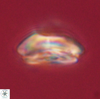Calcidiscus pacificanus 60458