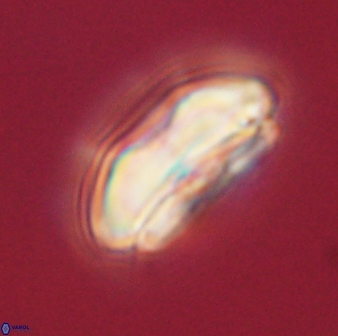 Calcidiscus pacificanus 60460