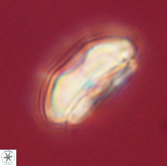 Calcidiscus pacificanus 60460