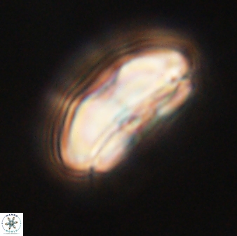 Calcidiscus pacificanus 60461
