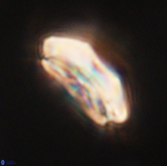 Calcidiscus pacificanus 60462