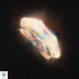 Calcidiscus pacificanus 60462