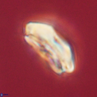 Calcidiscus pacificanus 60464