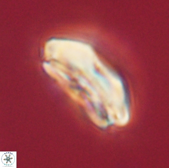 Calcidiscus pacificanus 60464