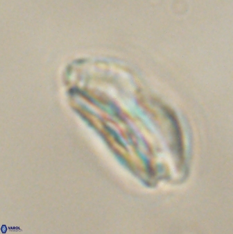 Calcidiscus pacificanus 60465