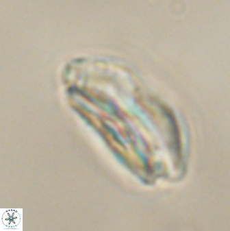 Calcidiscus pacificanus 60465
