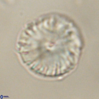 Calcidiscus pacificanus 60467