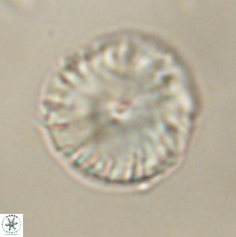 Calcidiscus pacificanus 60467