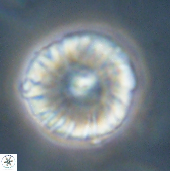 Calcidiscus pacificanus 60468