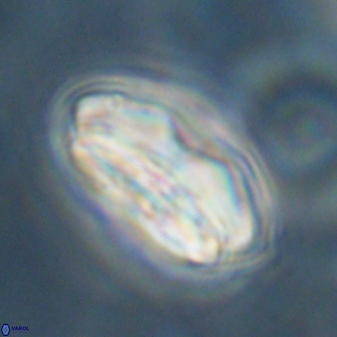 Calcidiscus pacificanus 60470