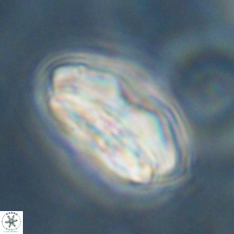 Calcidiscus pacificanus 60470