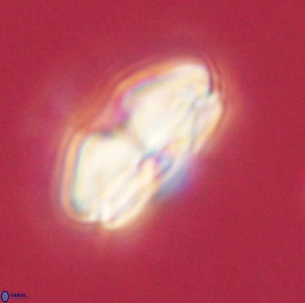 Calcidiscus pacificanus 60473